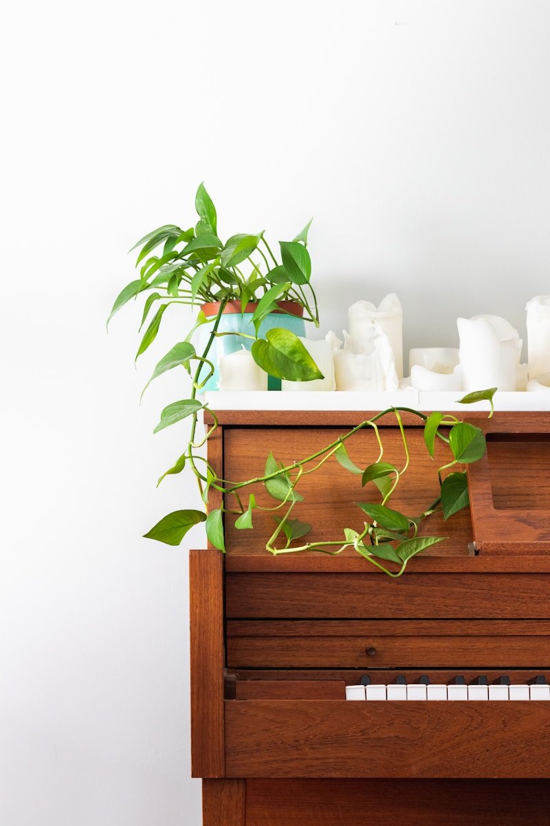 Climbing Plant Decor